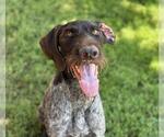 Small German Wirehaired Pointer