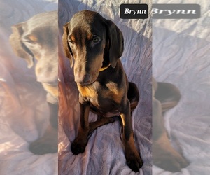 Doberman Pinscher Puppy for sale in POMEROY, OH, USA