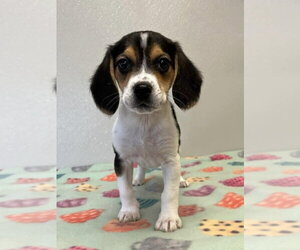 Beagle Dogs for adoption in Osgood, IN, USA