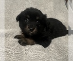 Small Photo #42 Miniature Australian Shepherd Puppy For Sale in QUINCY, CA, USA