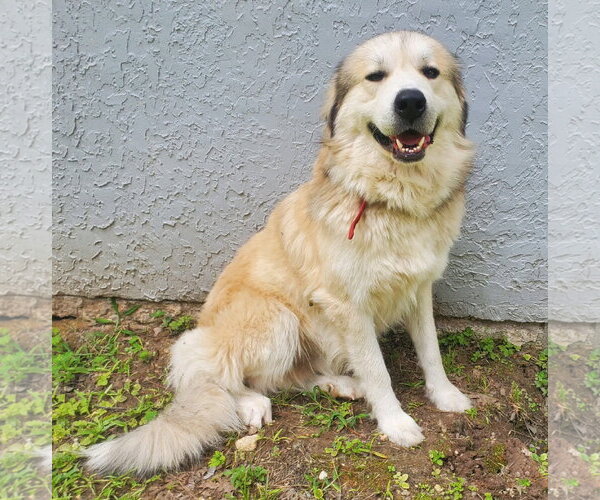 Medium Photo #3 Great Pyrenees-Unknown Mix Puppy For Sale in Houston, TX, USA