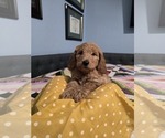 Sunshine - Female Goldendoodle (Miniature) Puppy for Sale - Photo #3