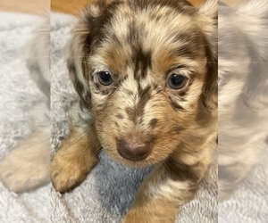 Dachshund Puppy for sale in CATAWBA, SC, USA