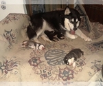 Small Photo #3 Alaskan Malamute Puppy For Sale in FRESNO, CA, USA