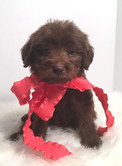 Labradoodle Puppy for sale in DEMOPOLIS, AL, USA