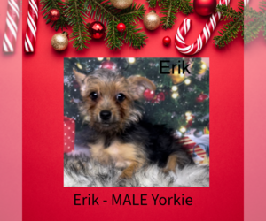 Yorkshire Terrier Puppy for sale in AZLE, TX, USA
