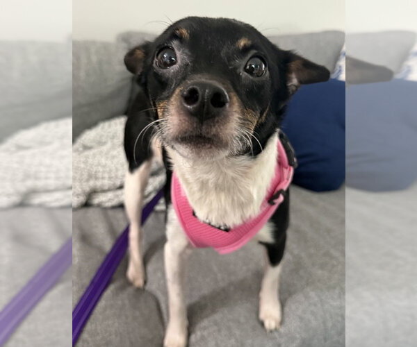 Medium Photo #1 Chihuahua-Unknown Mix Puppy For Sale in Mundelein, IL, USA