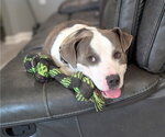 Small #2 Mutt