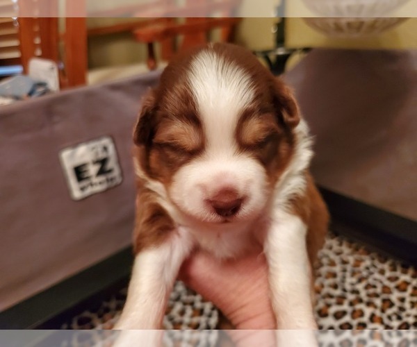 Medium Photo #6 Miniature Australian Shepherd Puppy For Sale in PLANT CITY, FL, USA