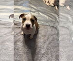 Small #3 Mutt