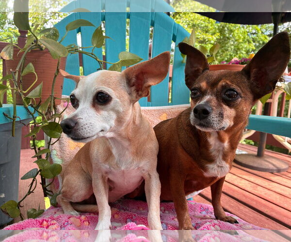 Medium Photo #6 Chiweenie Puppy For Sale in Pacolet, SC, USA