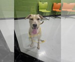 Small Labrador Retriever Mix