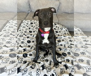 American Pit Bull Terrier-Unknown Mix Dogs for adoption in Minneapolis, MN, USA