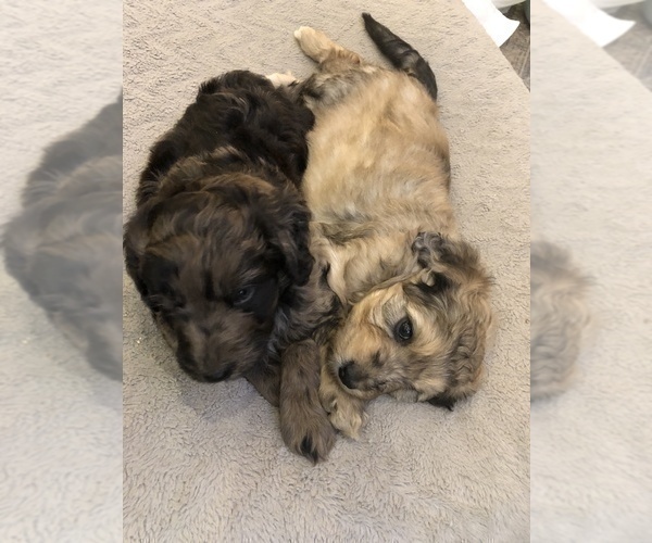 Medium Photo #9 Aussiedoodle Puppy For Sale in COMMERCE, MI, USA