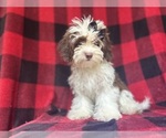 Small #9 ShihPoo