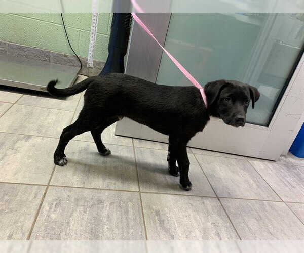 Medium Photo #1 Labrador Retriever-Unknown Mix Puppy For Sale in Grand Prairie, TX, USA