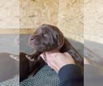 Small Photo #4 Labrador Retriever Puppy For Sale in DUNN, NC, USA