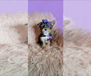 Yorkshire Terrier Puppy for sale in INDIANAPOLIS, IN, USA