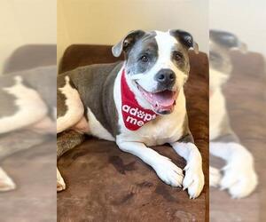 American Bulldog Dogs for adoption in Brighton, CO, USA
