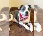 Small American Bulldog