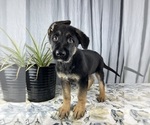 Small Photo #2 German Shepherd Dog Puppy For Sale in GREENWOOD, IN, USA