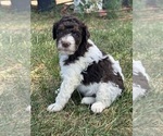 Small #2 Poodle (Standard)