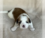 Small Photo #7 Lhasa Apso Puppy For Sale in GIBSONTON, FL, USA
