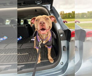 Mutt Dogs for adoption in Evansville, IN, USA