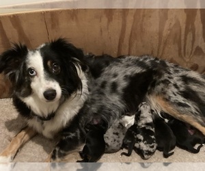 Miniature Australian Shepherd Puppy for sale in BROOKSVILLE, FL, USA