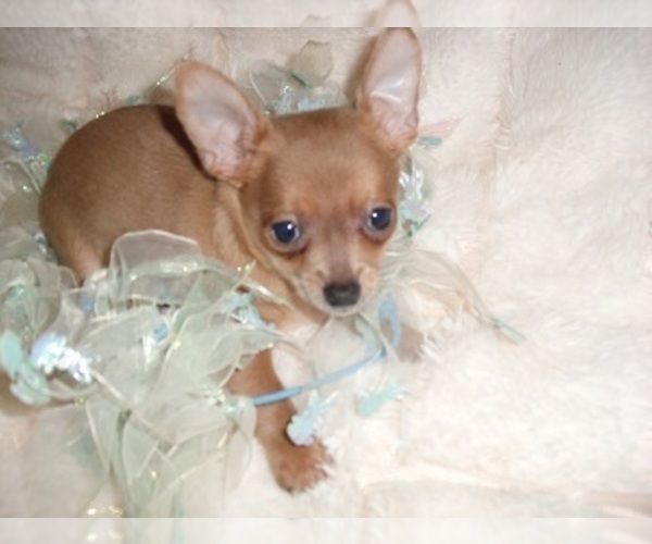 Medium Photo #4 Chihuahua Puppy For Sale in JACKSON, MS, USA