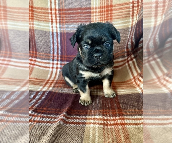 Medium Photo #4 French Bulldog Puppy For Sale in NEWTON, NJ, USA