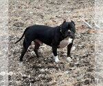 Small #1 American Pit Bull Terrier Mix