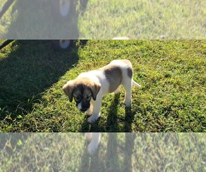 Anatolian Shepherd-Great Pyrenees Mix Puppy for sale in FRANKLIN, GA, USA
