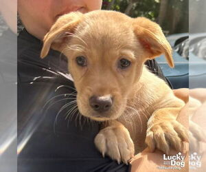 Feist Terrier-Retriever  Mix Dogs for adoption in Washington, DC, USA