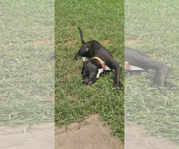 Medium Photo #9 American Staffordshire Terrier-Unknown Mix Puppy For Sale in Holly Springs, NC, USA