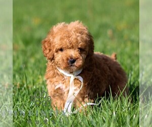 Goldendoodle (Miniature) Puppy for sale in NEWMANSTOWN, PA, USA