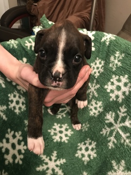 Medium Photo #4 Boxer Puppy For Sale in ELKHART, IN, USA