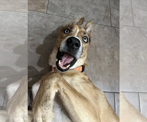 Medium Photo #2 Mutt Puppy For Sale in Chandler, AZ, USA