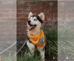 Small #2 Siberian Husky
