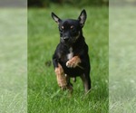 Small #3 Chihuahua Mix