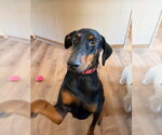 Klaus Foster Needed! - Male Doberman Pinscher Dog for Adoption - Small photo
