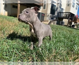 American Bully Puppy for sale in WDBG, VA, USA