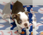 Image preview for Ad Listing. Nickname: Litter of 5