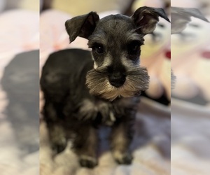 Schnauzer (Miniature) Puppy for sale in JEFFERSON, OR, USA
