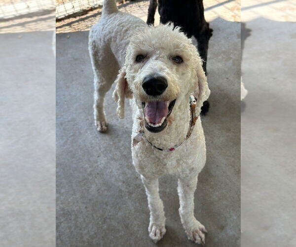 Medium Photo #3 Poodle (Standard) Puppy For Sale in Oak Bluffs, MA, USA