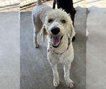Small #2 Poodle (Standard)