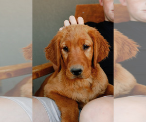 Golden Retriever Litter for sale in CHINO VALLEY, AZ, USA