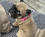 Puppy Sugar French Bulldog