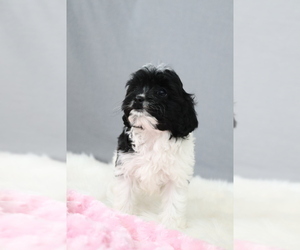Cavapoo Puppy for sale in WEST SALEM, OH, USA
