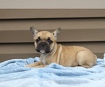 Small Photo #17 French Bulldog Puppy For Sale in LIBERTY, KY, USA